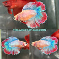 Live Female Betta Red Green Mascot Doubletail Halfmoon (TNK-A451) High quality What you see What you get!!