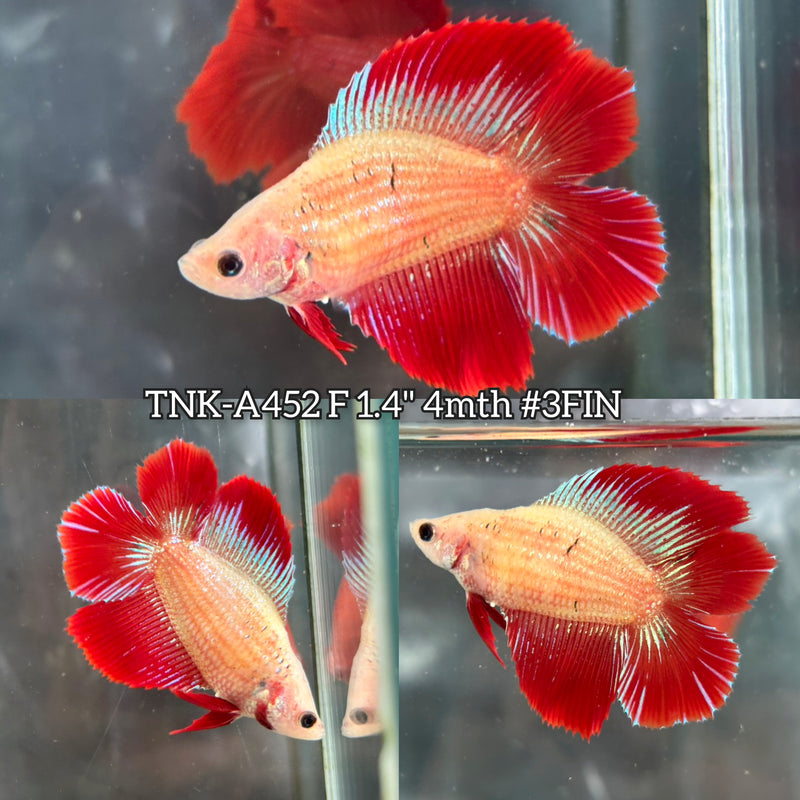 Live Female Betta Fancy Red Combodian Doubletail Halfmoon (TNK-A452) High quality What you see What you get!!