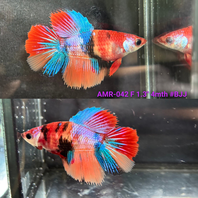 Live Female Betta Candy Nemo Halfmoon (AMR-042) High quality what you see what you get!!