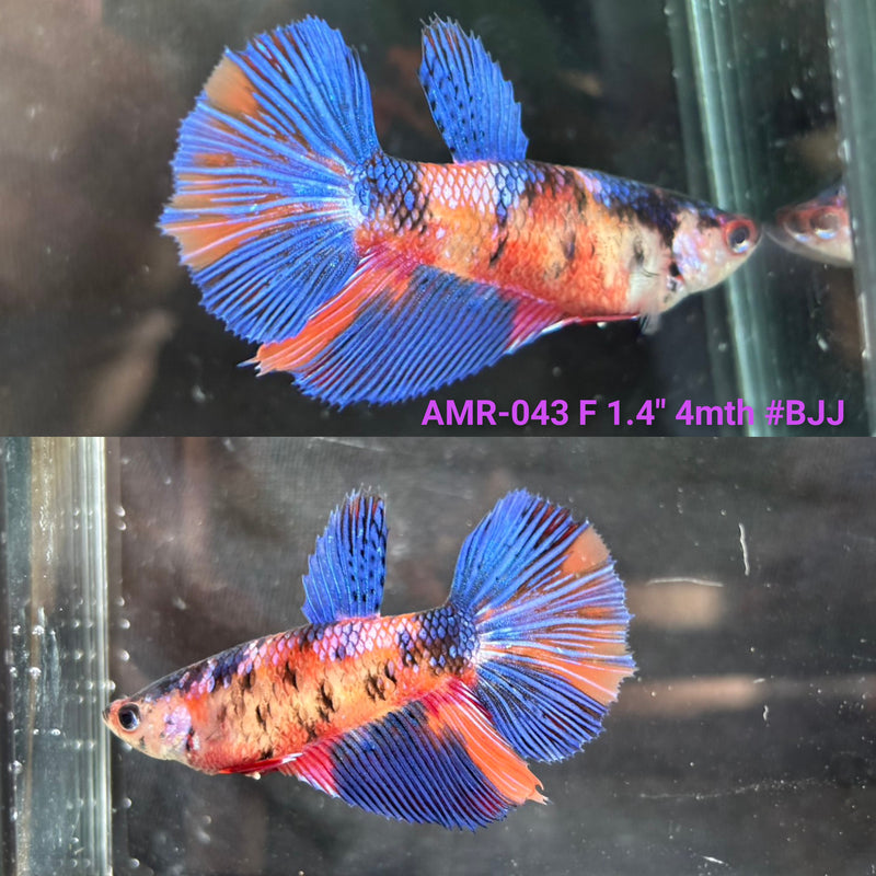 Live Female Betta Galaxy Koi Over Halfmoon (AMR-043) High quality what you see what you get!!