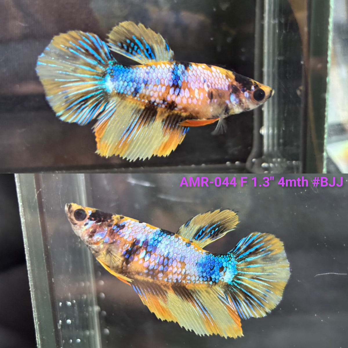 Live Female Betta Fancy Yellow Marble Halfmoon (AMR-044)S256✔️ High quality what you see what you get!!