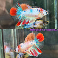 Live Female Betta Fancy Koi Halfmoon (AMR-045)S259✔️ High quality what you see what you get!!