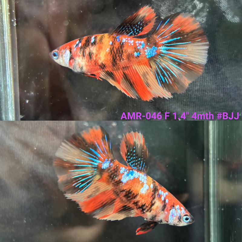 Live Female Betta Orange Galaxy Nemo Over Halfmoon (AMR-046) High quality what you see what you get!!