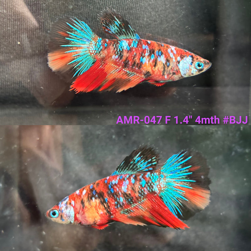 Live Female Betta Orange Galaxy Nemo Halfmoon (AMR-047) High quality what you see what you get!!
