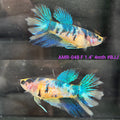 Live Female Betta Yellow Galaxy Koi Halfmoon (AMR-048)S032✔️ High quality what you see what you get!!