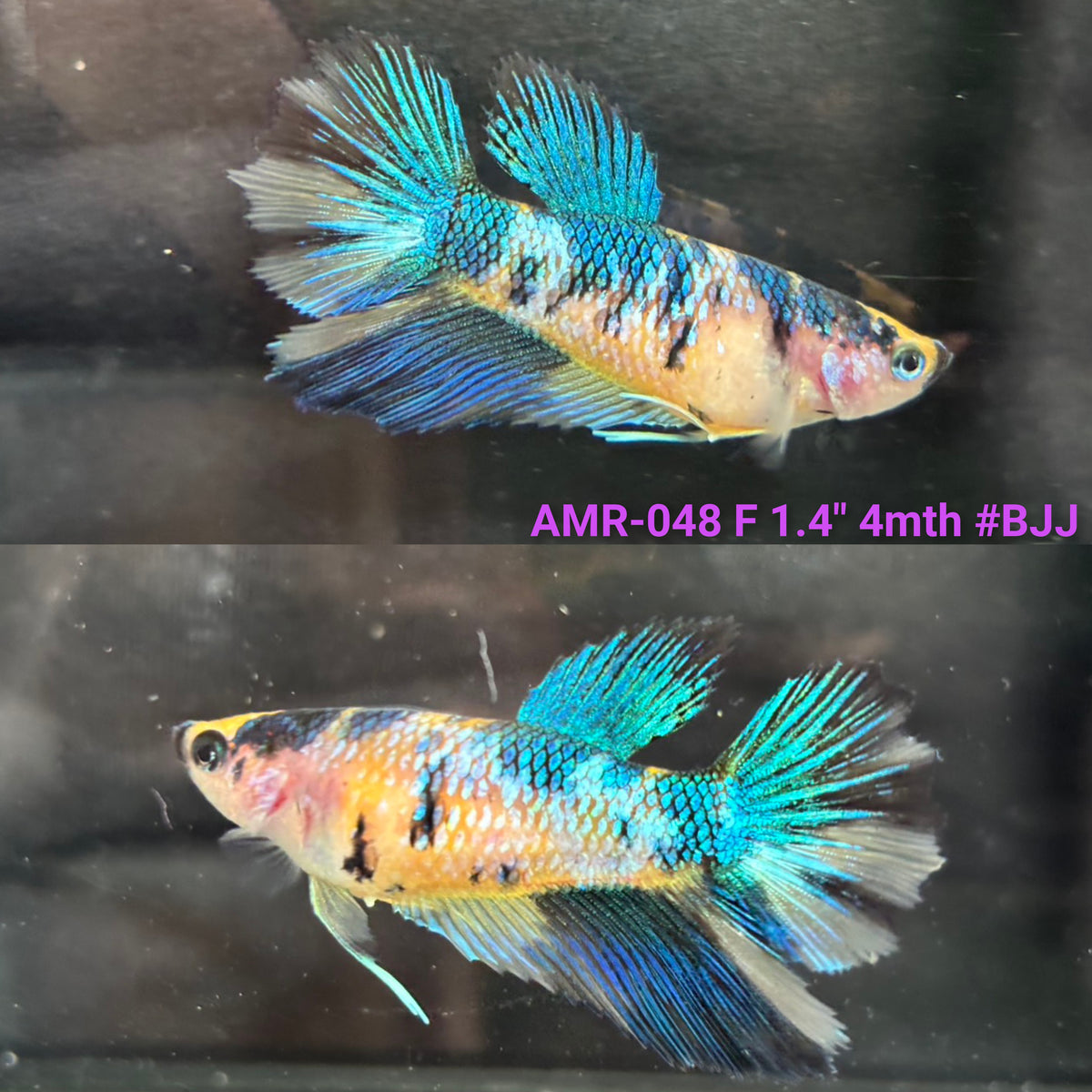 Live Female Betta Yellow Galaxy Koi Halfmoon (AMR-048)S032✔️ High quality what you see what you get!!