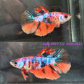 Live Female Betta Galaxy Nemo Halfmoon (AMR-049)S033✔️ High quality what you see what you get!!