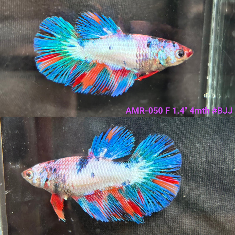 Live Female Betta Fancy Marble Three Colors Halfmoon (AMR-050) High quality what you see what you get!!