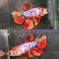Live Female Betta Candy Marble Halfmoon (AMR-051) S099✔️ High quality what you see what you get!!