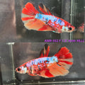 Live Female Betta Galaxy Nemo Halfmoon (AMR-052) S100✔️ High quality what you see what you get!!