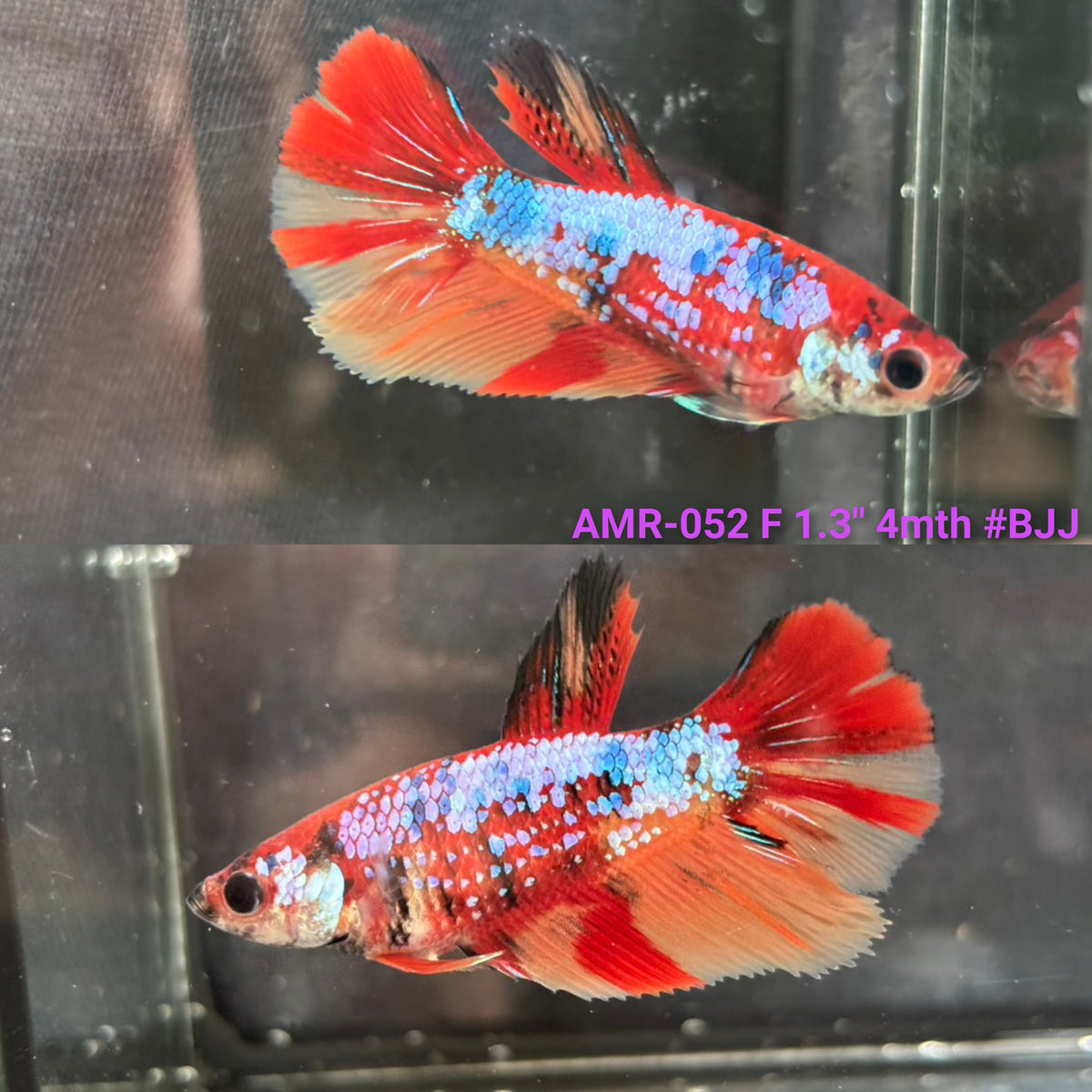 Live Female Betta Galaxy Nemo Halfmoon (AMR-052) S100✔️ High quality what you see what you get!!