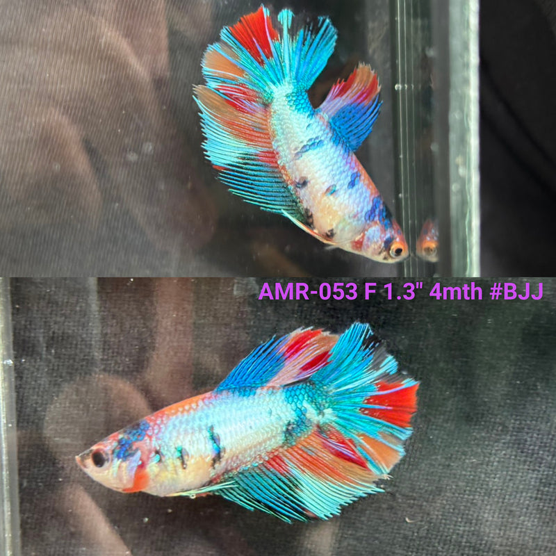 Live Female Betta Fancy Marble Three Colors Halfmoon (AMR-053) High quality what you see what you get!!