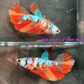 Live Female Betta Red Galaxy Nemo Halfmoon (AMR-054)S105✔️ High quality what you see what you get!!