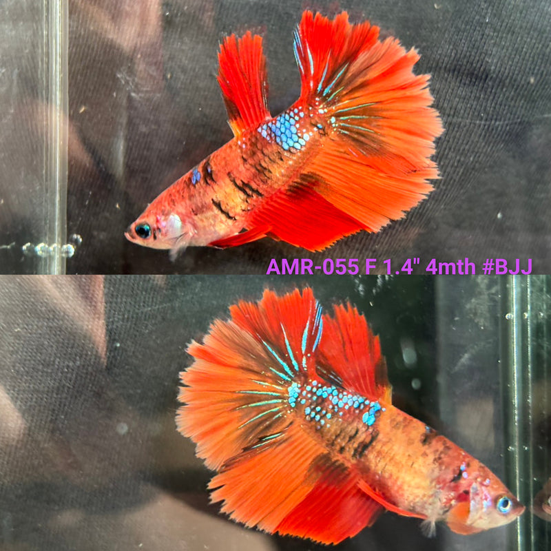 Live Female Betta Orange Galaxy Nemo Halfmoon Rosetail (AMR-055) High quality what you see what you get!!