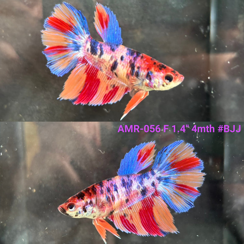 Live Female Betta Candy Marble Halfmoon (AMR-056) High quality what you see what you get!!