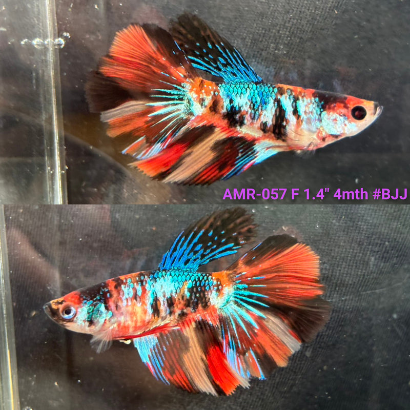 Live Female Betta Galaxy Nemo Halfmoon (AMR-057) High quality what you see what you get!!