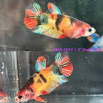 Live Female Betta Galaxy Nemo Plakat (AMR-059)S178✔️ High quality what you see what you get!!