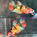 Live Female Betta Galaxy Nemo Plakat (AMR-059)S178✔️ High quality what you see what you get!!