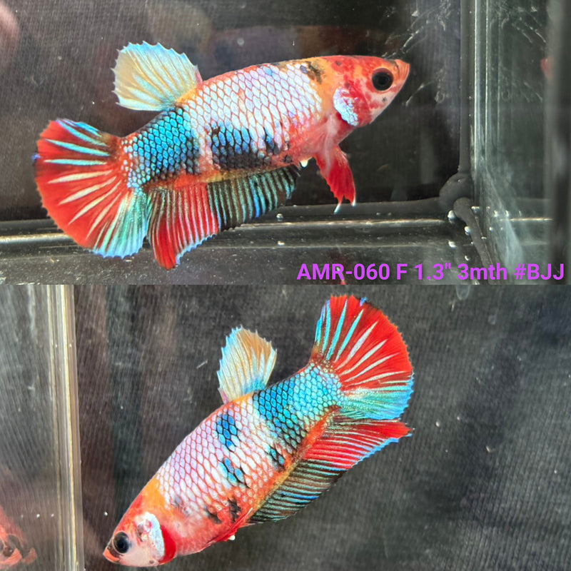 Live Female Betta Candy Marble Plakat (AMR-060) High quality what you see what you get!!