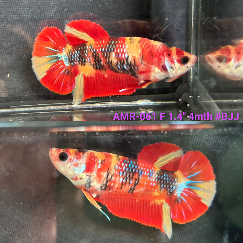 Live Female Betta Red Galaxy Nemo Plakat (AMR-061) High quality what you see what you get!!