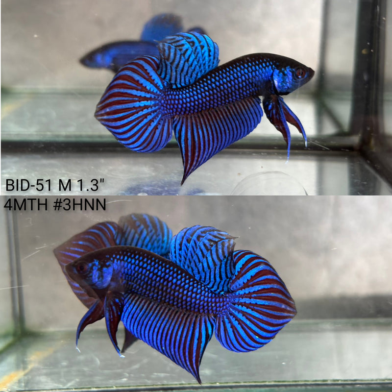 Live Male Betta Blue Mahachai wild Plakat (BID-51) High quality what you see what you get!!