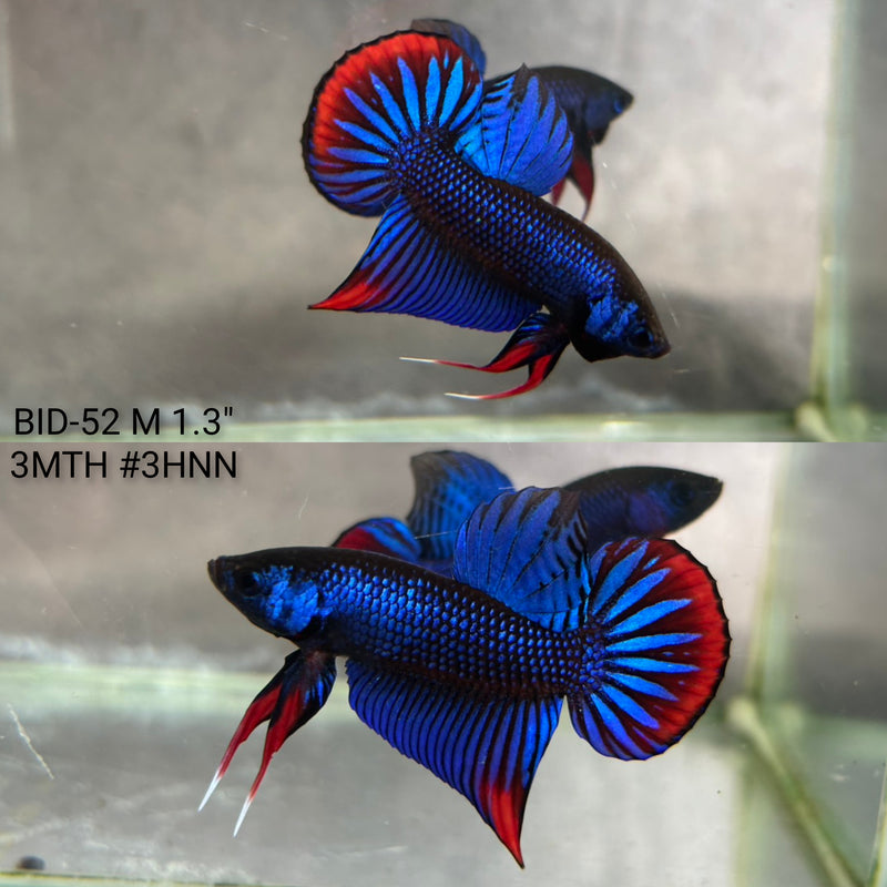 Live Male Betta Blue Red Imbellis wild Plakat (BID-52) High quality what you see what you get!!