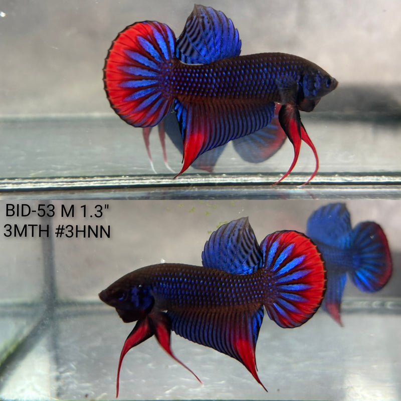 Live Male Betta Blue Red Imbellis wild Plakat (BID-53) High quality what you see what you get!!