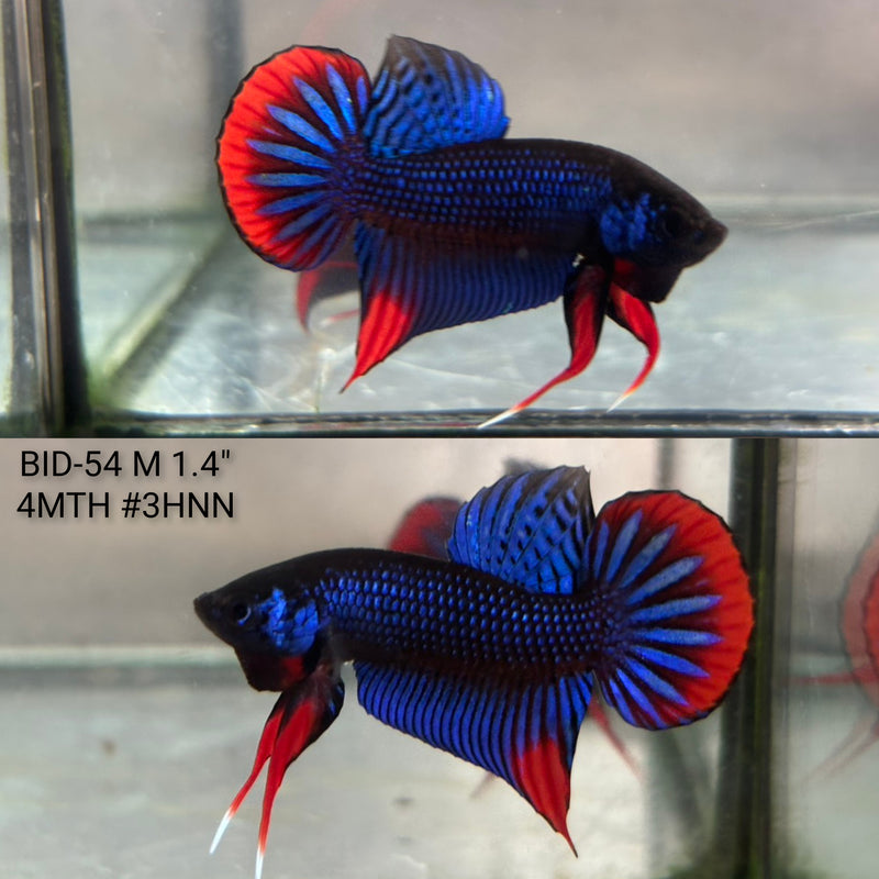Live Male Betta Blue Red Imbellis wild Plakat (BID-54) High quality what you see what you get!!