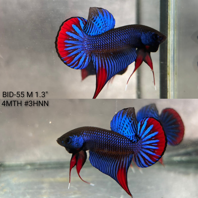 Live Male Betta Blue Red Imbellis wild Plakat (BID-55) High quality what you see what you get!!
