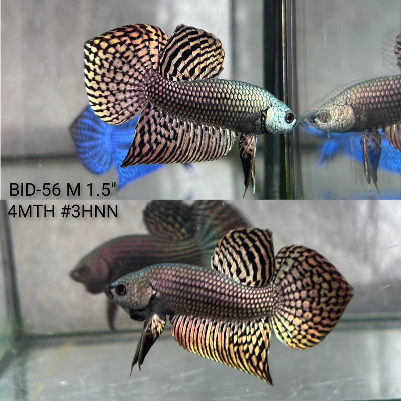 Live Male Betta Copper Alien Hybrid Wild Plakat (BID-56) High quality what you see what you get!!