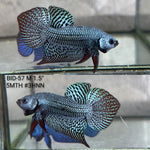 Live Male Betta Gray Alien Hybrid Wild Plakat (BID-57) High quality what you see what you get!!