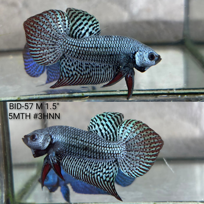 Live Male Betta Gray Alien Hybrid Wild Plakat (BID-57) High quality what you see what you get!!