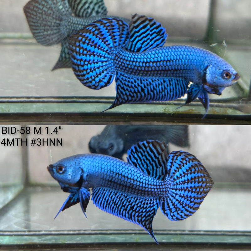 Live Male Betta Blue Alien Hybrid Wild Plakat (BID-58) High quality what you see what you get!!