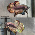 Live Male Betta Copper Alien Hybrid Wild Plakat (BID-59) High quality what you see what you get!!
