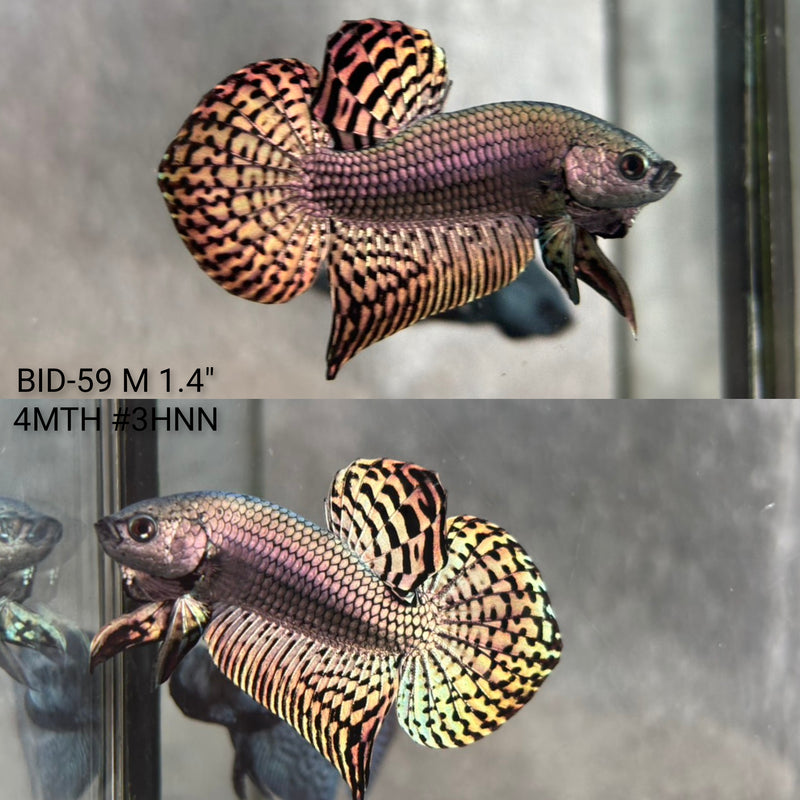 Live Male Betta Copper Alien Hybrid Wild Plakat (BID-59) High quality what you see what you get!!