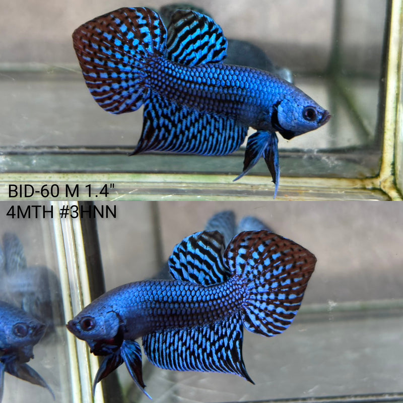 Live Male Betta Blue Alien Hybrid Wild Plakat (BID-60) High quality what you see what you get!!