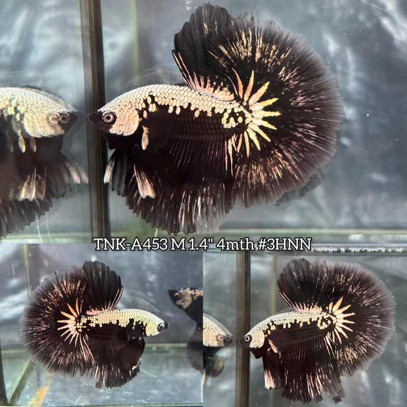 Live Male Betta Black Samurai Over Halfmoon (TNK-A453) High quality What you see What you get!!