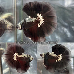 Live Male Betta Black Samurai Over Halfmoon (TNK-A454) High quality What you see What you get!!