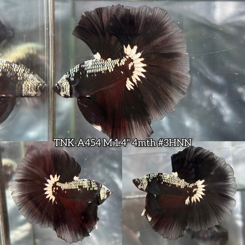 Live Male Betta Black Samurai Over Halfmoon (TNK-A454) High quality What you see What you get!!