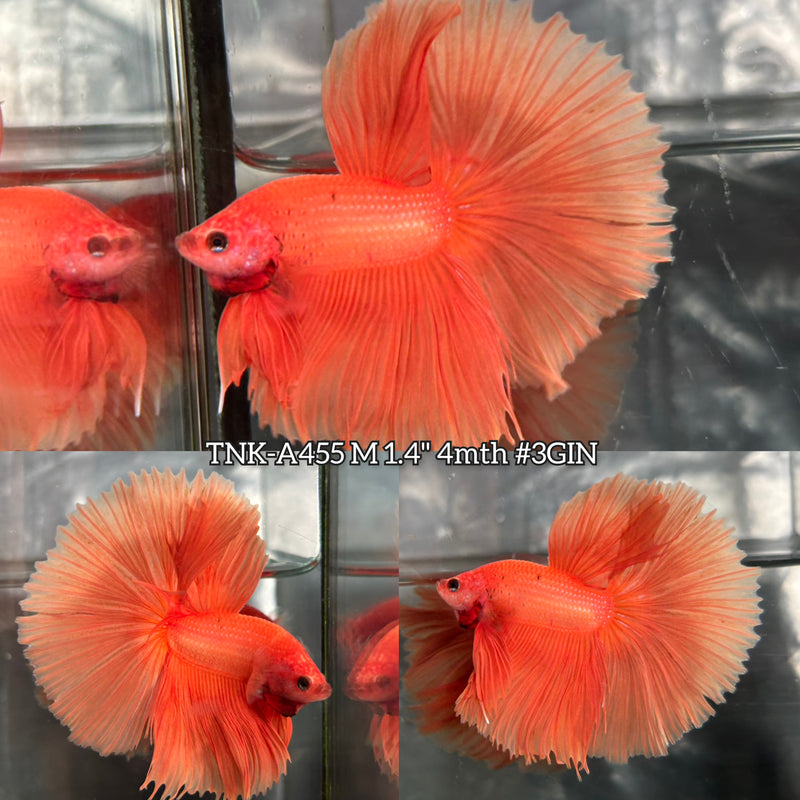 Live Male Betta Super Orange Solid color Over Halfmoon (TNK-A455) High quality What you see What you get!!