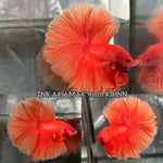 Live Male Betta Super Orange Solid color Over Halfmoon (TNK-A456) High quality What you see What you get!!