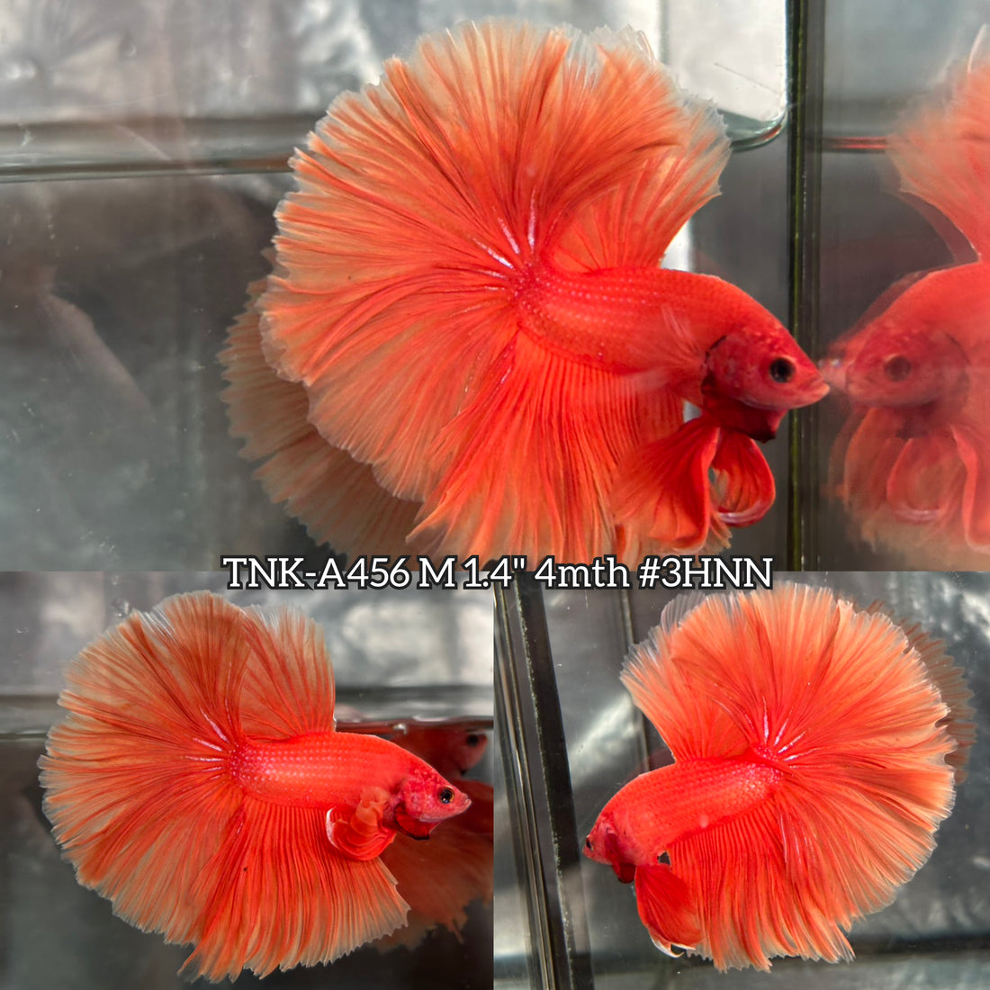 Live Male Betta Super Orange Solid color Over Halfmoon (TNK-A456) High quality What you see What you get!!