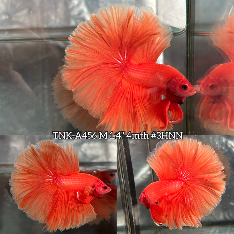 Live Male Betta Super Orange Solid color Over Halfmoon (TNK-A456) High quality What you see What you get!!