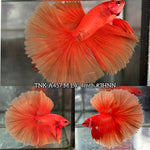 Live Male Betta Super Orange Solid color Over Halfmoon (TNK-A457) High quality What you see What you get!!