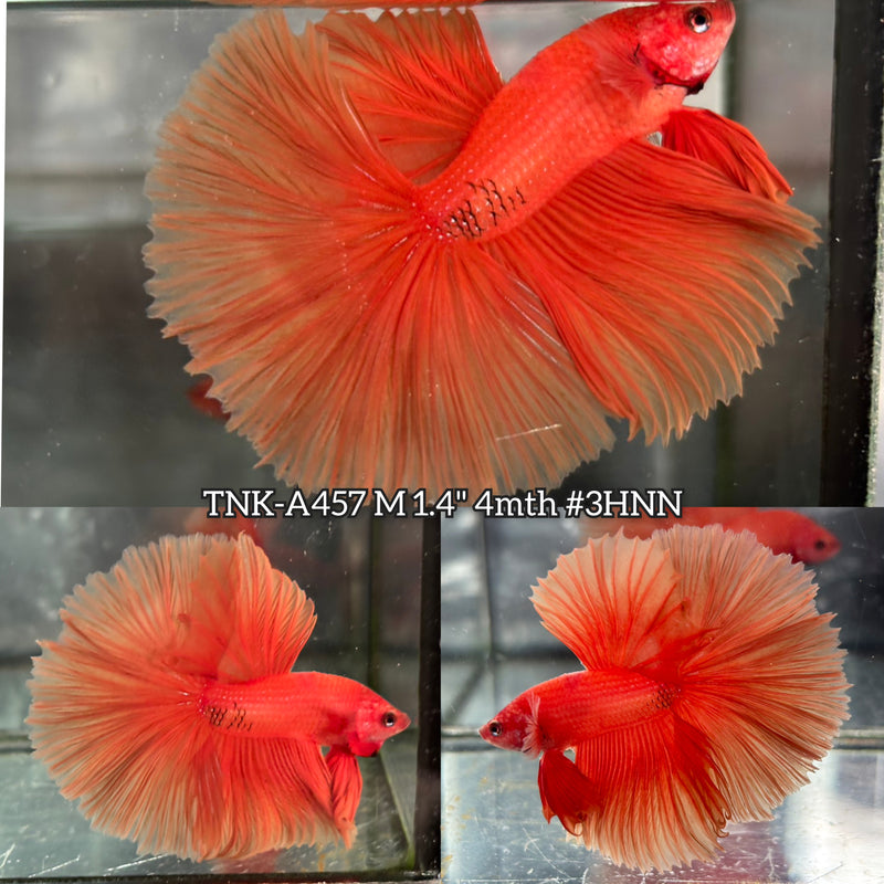 Live Male Betta Super Orange Solid color Over Halfmoon (TNK-A457) High quality What you see What you get!!