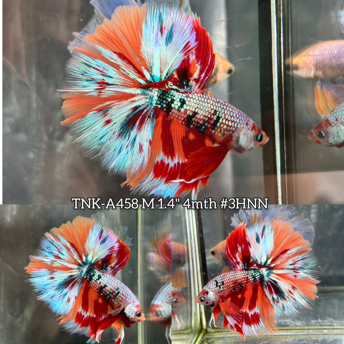 Live Male Betta Candy Mixed Colors Over Halfmoon (TNK-A458) High quality What you see What you get!!