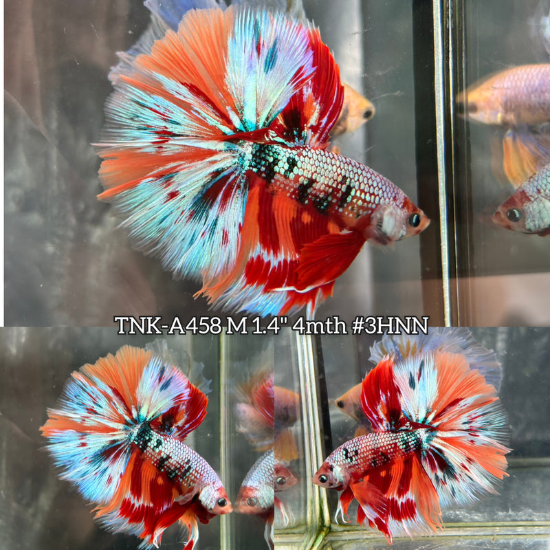 Live Male Betta Candy Mixed Colors Over Halfmoon (TNK-A458) High quality What you see What you get!!