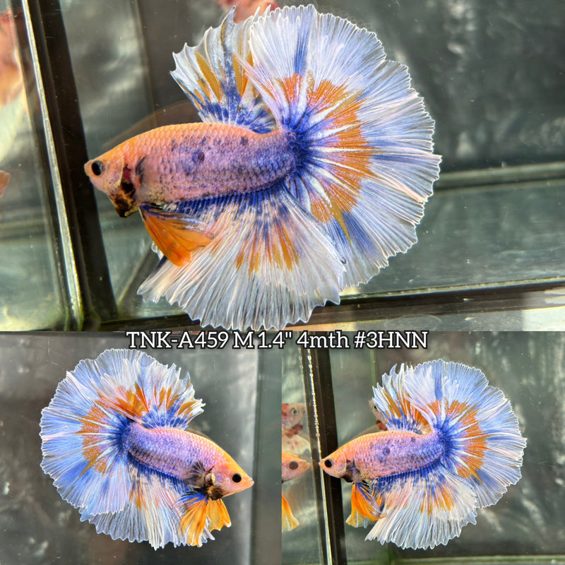 Live Male Betta Fancy Yellow Blue Grizzle Over Halfmoon (TNK-A459) High quality What you see What you get!!