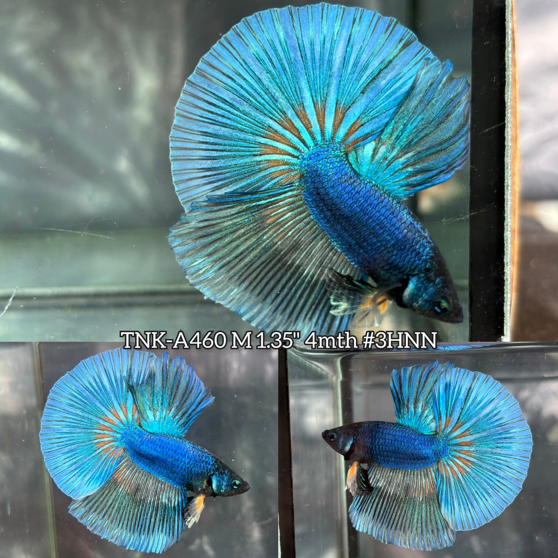 Live Male Betta Blue Turquoise Yellow Mustard Over Halfmoon (TNK-A460) High quality What you see What you get!!