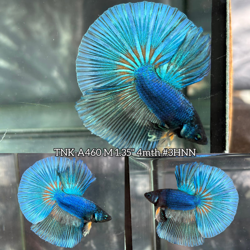 Live Male Betta Blue Turquoise Yellow Mustard Over Halfmoon (TNK-A460) High quality What you see What you get!!
